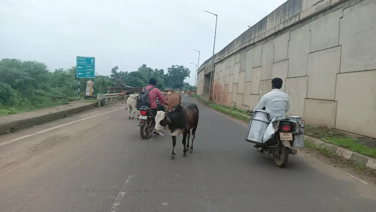 हाइवे से लेकर शहर-ग्रामीण  सड़कों पर मवेशियों का डेरा रोज हो रहे सड़क हादसे
