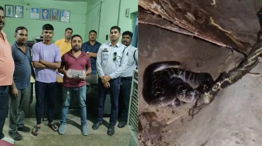 CG NEWS : यातायात विभाग में निकला बेहद जहरीला करैत सांप, सर्प मित्र ने किया रेस्क्यू