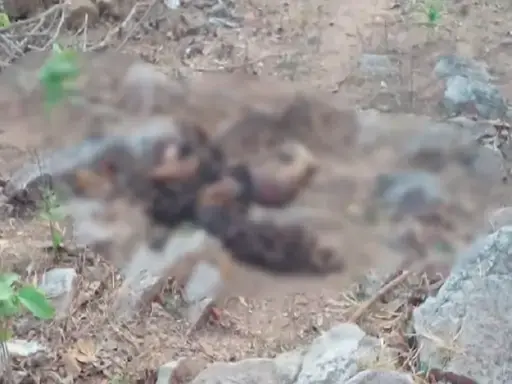 Raigarh Breaking : झोपड़ी में सो रही महिला को हाथी ने पटक-पटककर उतारा मौत के घाट 
