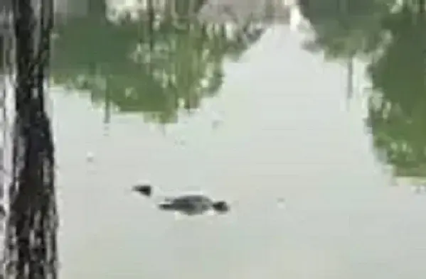 Raipur Breaking : रायपुर के शीतला तालाब में तैरती मिली लाश, मचा हड़कंप
