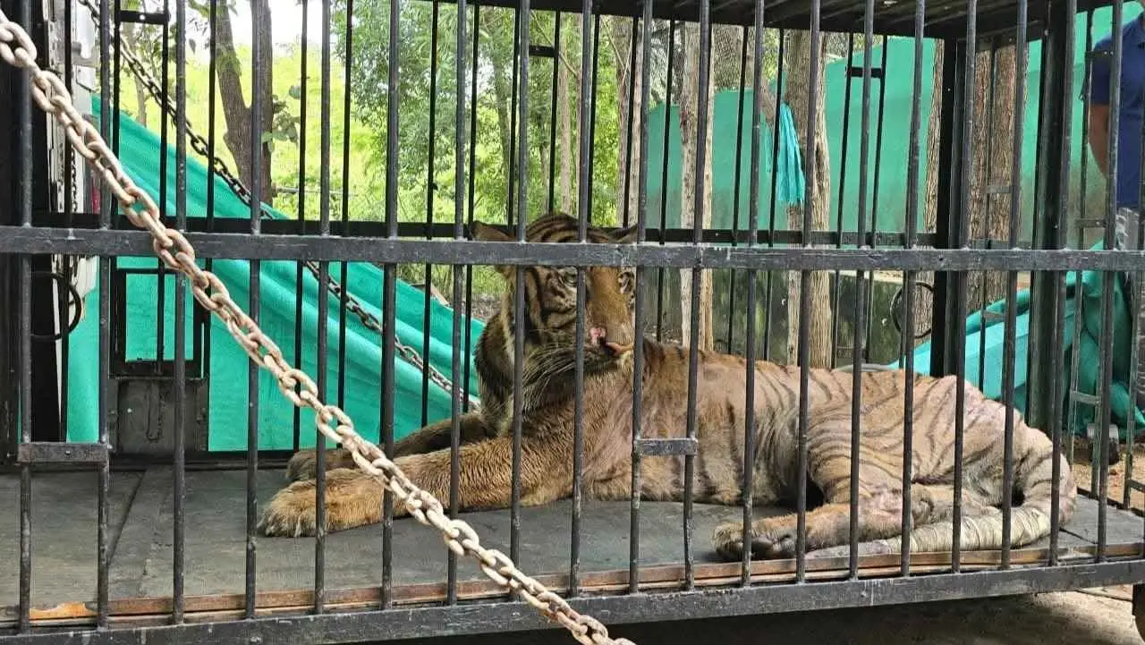 CG NEWS : छत्तीसगढ़ की बाघिन बिजली ने तोड़ा दम, इलाज के लिए भेजी गई थी गुजरात
