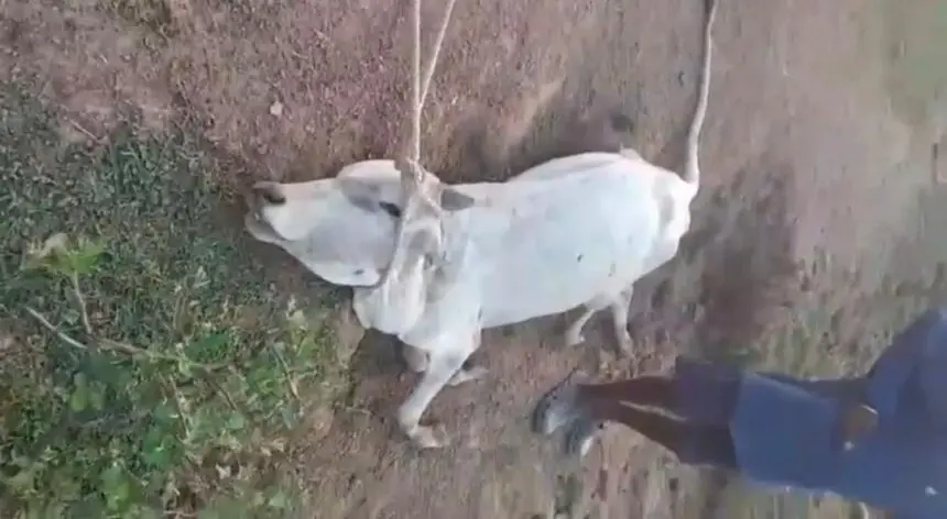CG News : मानवता हुई शर्मसार — 200 से अधिक गौवंश को नदी किनारे बाड़े में कैद कर रखा गया, कई घायल, कई की मौत