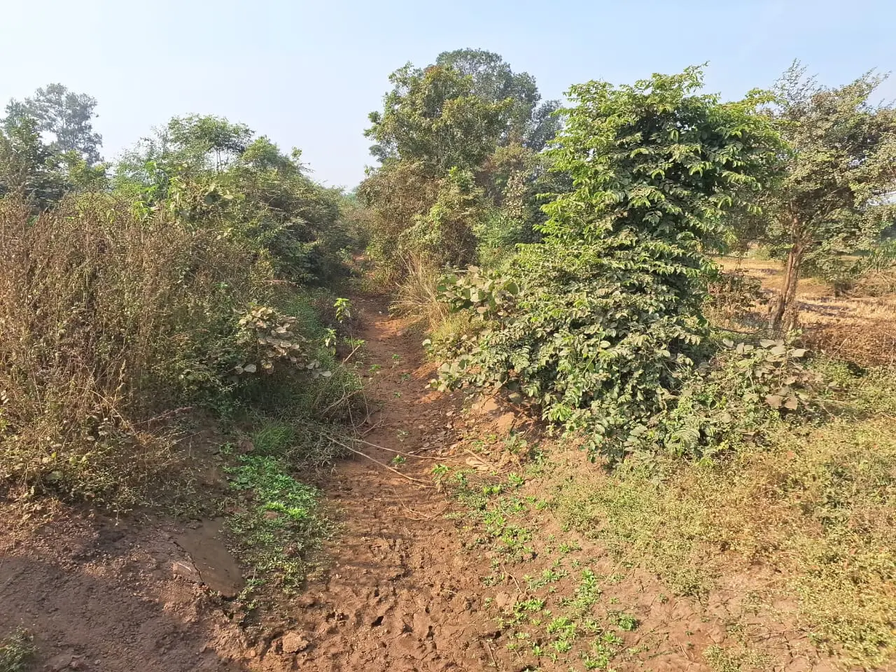 लाखों का बजट डकार गई लापरवाही: गांधीग्राम की ‘बरगी नहर’ झाड़ियों में गुम, टेल के किसान संकट में