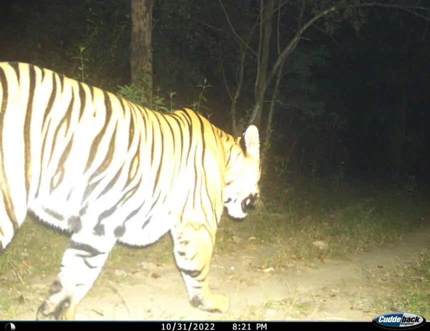 उदंती-सीतानदी टाइगर रिजर्व में फिर लौटा ‘शेर-ए-जंगल’, ताज़े पैरों के निशान से मची हलचल