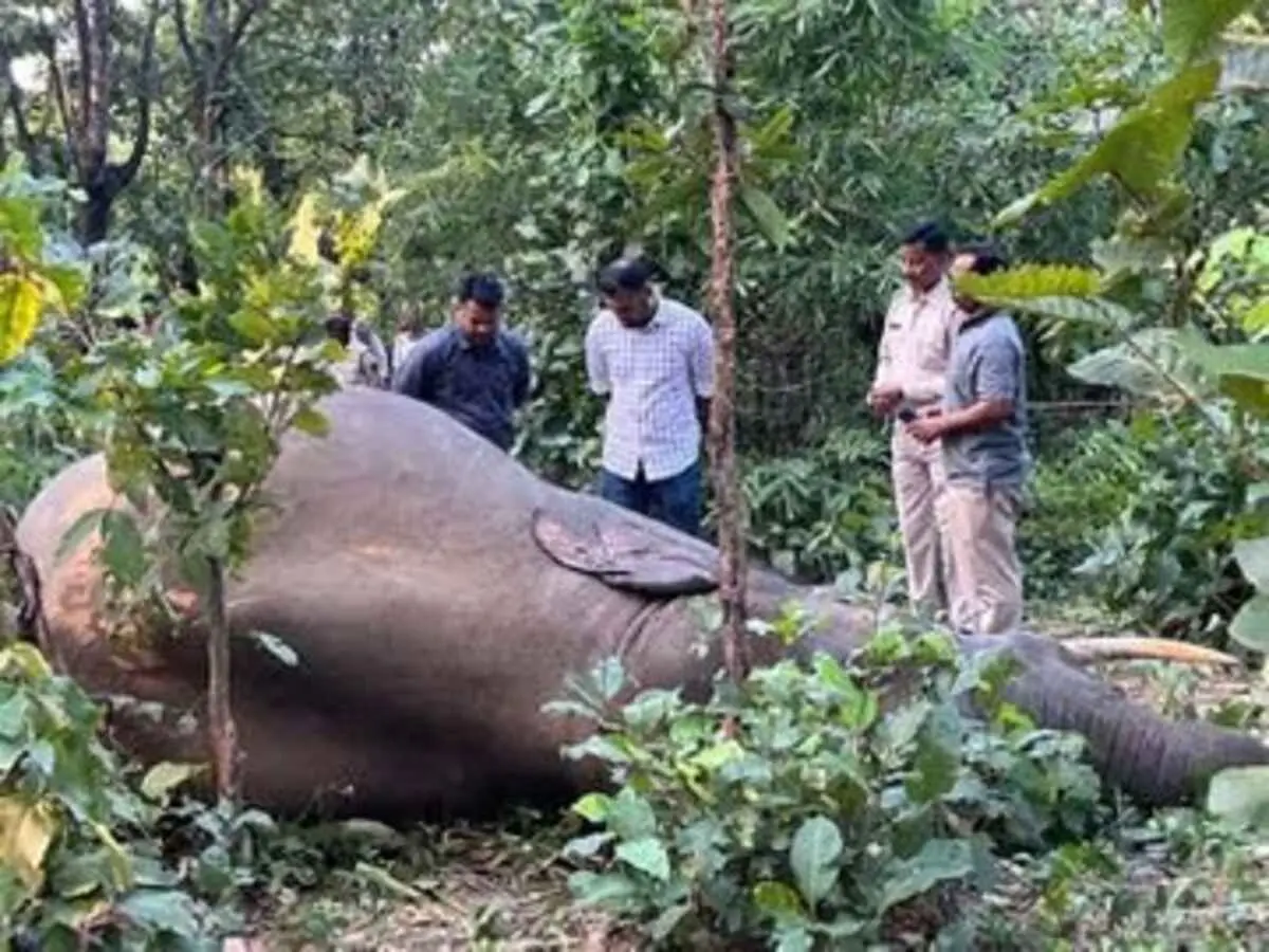 CG NEWS : जंगल में मिला हाथी शावक का शव, मचा हड़कंप