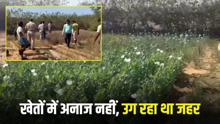 CG Breaking : छग में नशे की खेती का गंदा खेल: अब यहां लहलहा रही थी अफीम की खेती, पुलिस की रेड से हड़कंप