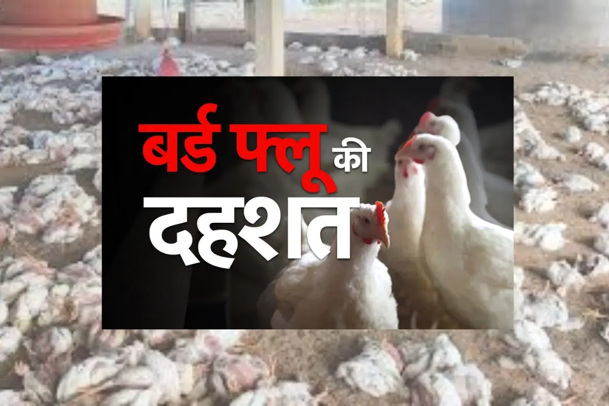बिलासपुर में बर्ड फ्लू का खौफ: सरकारी फार्म में 5000 मुर्गियों की मौत, 6 दिन तक मामला दबाए बैठा रहा मैनेजर