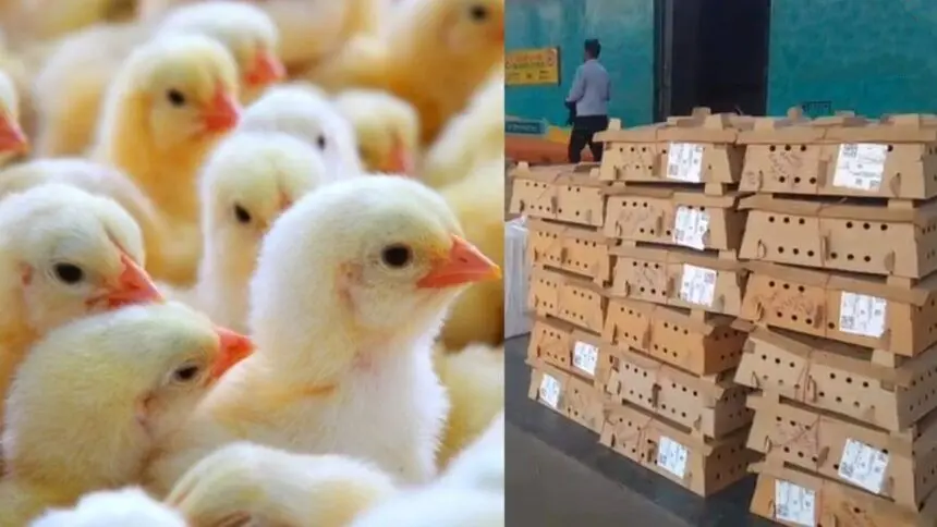 CG News : छत्तीसगढ़ में बर्ड फ्लू का मजाक: शहर में चिकन दुकानें बंद, पर रेलवे स्टेशन पर धड़ल्ले से उतरी चूजों की खेप; प्रशासन बेखबर