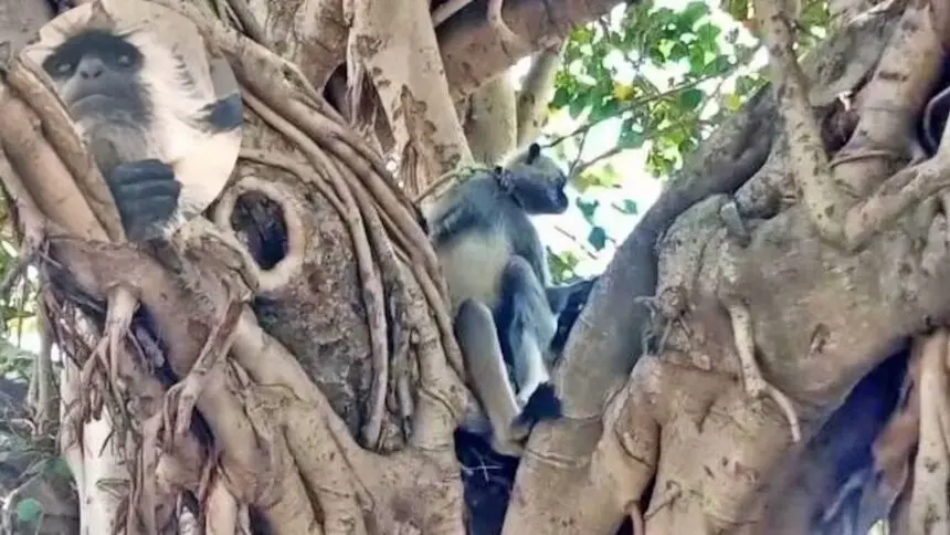 Viral News: 12 हजार की सैलरी पर लंगूर बना सिक्योरिटी गार्ड, ‘गोलू’ ने कॉलेज से 700 बंदरों का आतंक खत्म किया