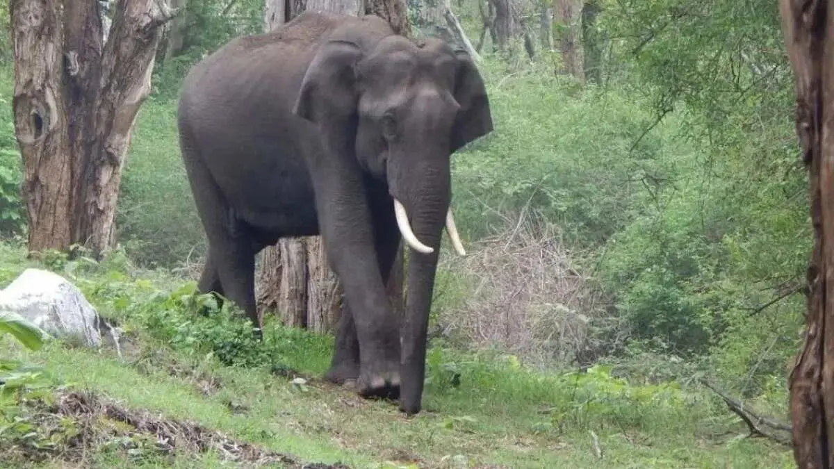 CG NEWS : बारनवापारा अभयारण्य क्षेत्र में दंतैल हाथी के हमले से ग्रामीण की मौत, इलाके में दहशत का माहौल