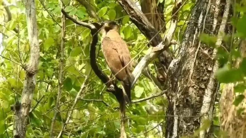 World Environment: विश्व पर्यावरण दिवस पर जंगल से सामने आया प्रकृति का अनोखा नज़ारा, DFO वरुण जैन ने साझा किया वीडियो