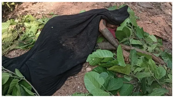 CG Breaking: महुआ बीनने गई महिला पर हाथी का जानलेवा हमला, मौके पर मौत; ग्रामीणों में भय का माहौल