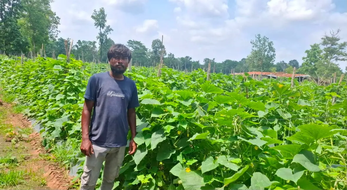 पारंपरिक खेती से वैज्ञानिक नवाचार तक का सफर: मचान विधि से खीरे की व्यावसायिक खेती कर प्रेरणास्रोत बने कृषक खीमांशु गजेसिंग  ﻿