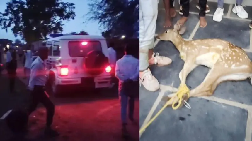 CG NEWS: कुत्तों से बचने गांव पहुंचा जंगली हिरण, ग्रामीणों की सतर्कता से सुरक्षित रेस्क्यू