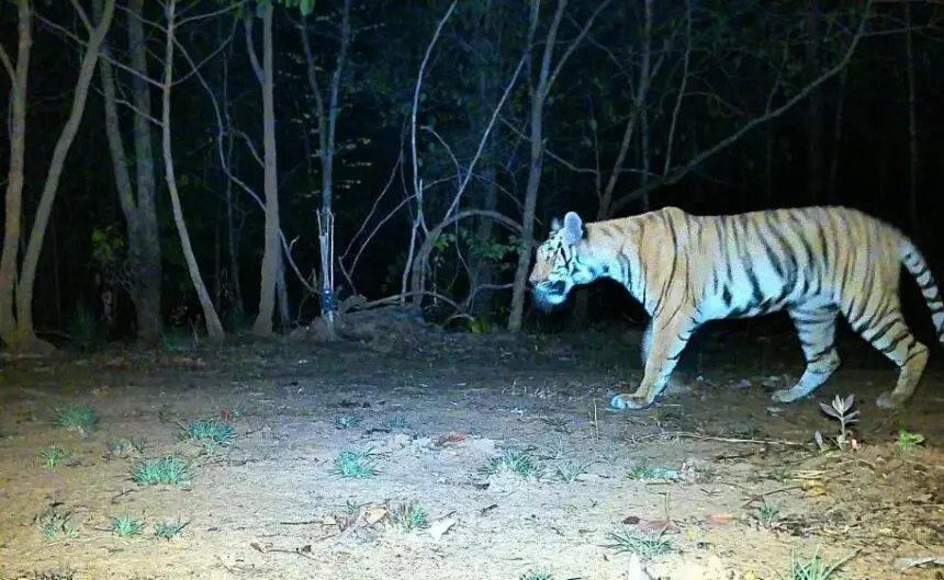CG NEWS: अब AI करेगा जंगल की चौकीदारी, उदंती-सीतानदी टाइगर रिजर्व में स्मार्ट सर्विलांस सिस्टम का ट्रायल शुरू