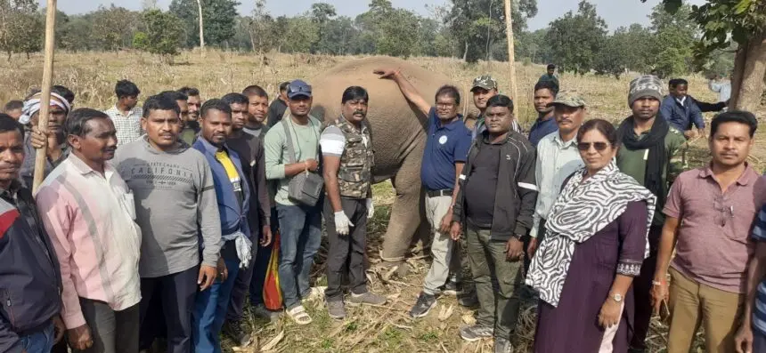 मौत के मुंह से लौटा युवा हाथी, वन अमले और डॉक्टरों की मुस्तैदी ने बचाई जान। समय पर इलाज से टला बड़ा मानव-हाथी संघर्ष, जंगल में फिर सुरक्षित लौटा हाथी।