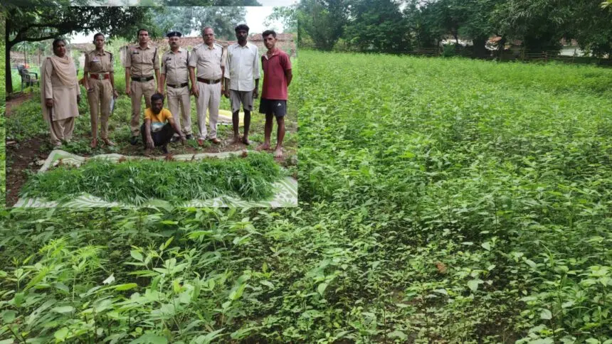 CG NEWS : अरहर-चेंच भाजी की आड़ में ‘गांजे’ की खेती, पुलिस पहुंची तो खेत में खुला गुप्त राज