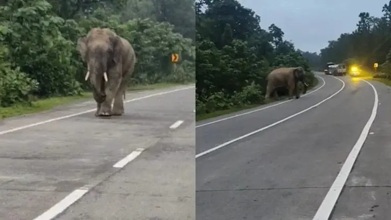 CG NEWS: दंतैल हाथी ने मचाया उत्पात: वाहनों की ओर दौड़ने से मचा हड़कंप, ग्रामीणों में दहशत का माहौल
