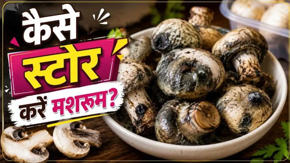 LIFESTYLE NEWS: मशरूम कुछ ही दिनों में चिपचिपे हो जाते हैं? ऐसे करें स्टोर, लंबे समय तक रहेंगे ताजा