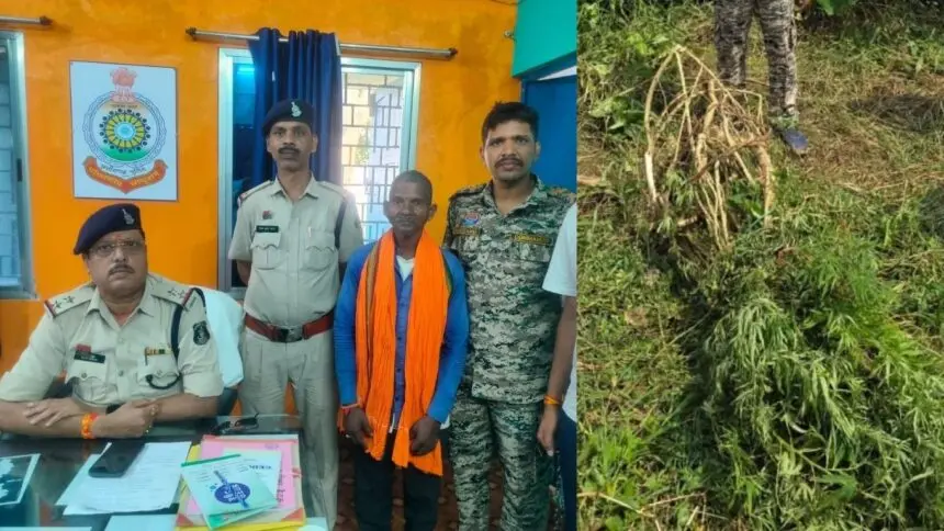 CG NEWS : घर की बाड़ी में उगा रहा था गांजा, मुखबिर की सूचना पर आरोपी गिरफ्तार, 14 पौधे बरामद