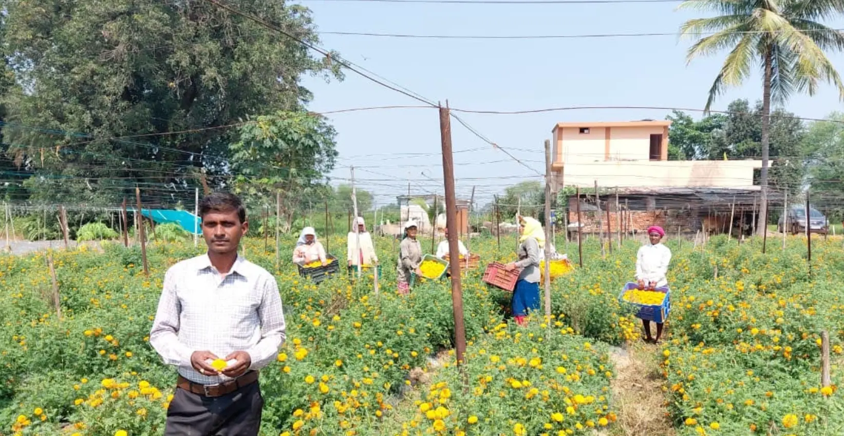 फूलों की खेती से समृद्धि की राह पर बढ़े घनश्याम साहू