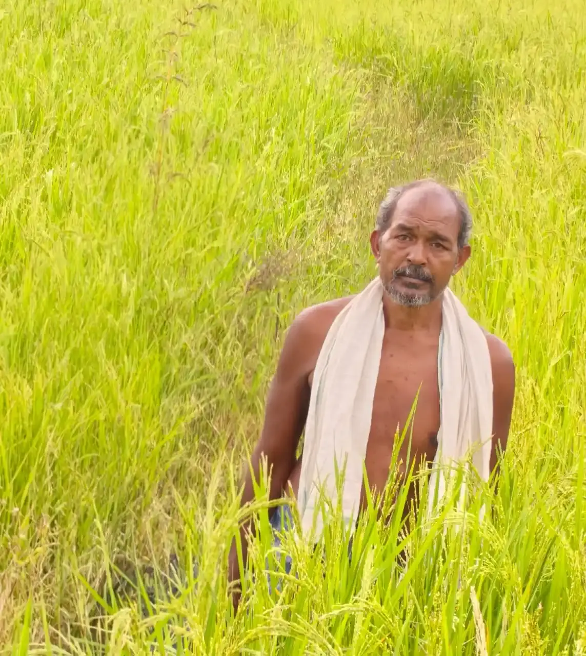 सेवा संकल्प अभियान-2026: सेवा की कहानी : कृषक उन्नति योजना से शंकर प्रसाद की खेती को मिलेगा आर्थिक संबल, तीन एकड़ में सुगंधित धान की खेती पर मिलेंगे 45 हजार रुपये