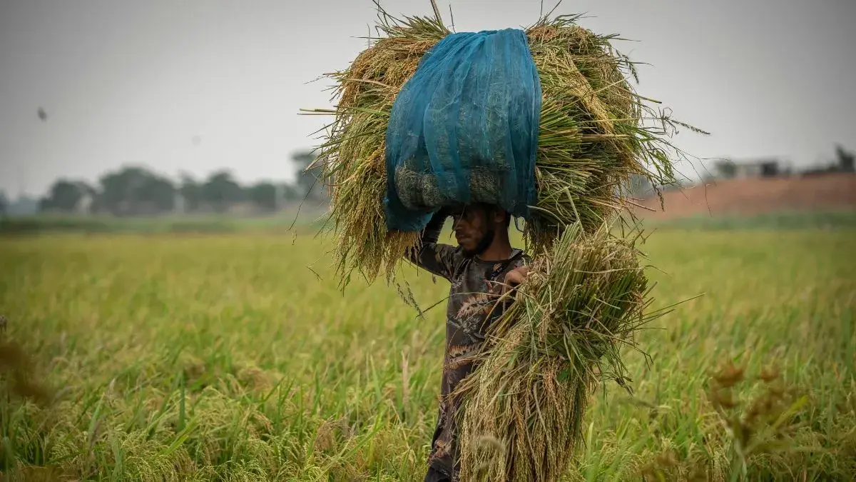 पटवारियों की हड़ताल से प्रभावित हुआ धान पंजीयन, किसानों ने की तिथि बढ़ाने की मांग