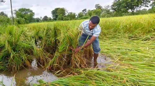 अर्नब’ के असर से धान की फसलों को नुकसान, किसानों की बढ़ी परेशानी